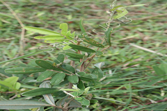 Tephrosia tinctoria